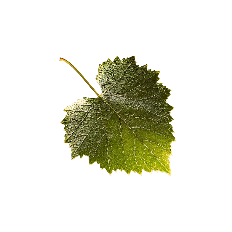 feuille décorative